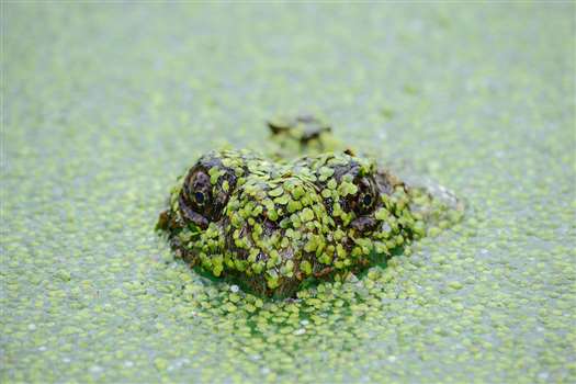 Eat your Frog! Get MORE Done with Smart Prioritization. [Guide]